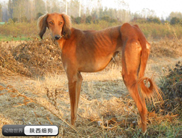 中国亟待拯救的本土犬种