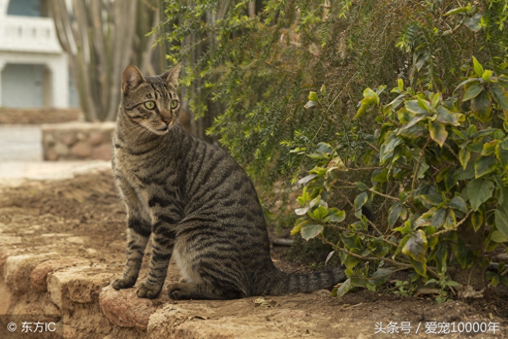 虎斑猫的爱情：重生了100万次，爱上这只白猫后，愿一起去死